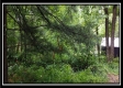 Tract 1B – New Lexington Woods property photo