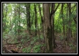 Tract 1B – New Lexington Woods property photo