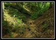 Tract 6 - The Woods at Pedigo Ridge property photo