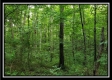Tract 6 - The Woods at Pedigo Ridge property photo