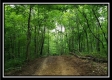 Tract 6 - The Woods at Pedigo Ridge property photo