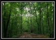 Tract 6 - The Woods at Pedigo Ridge property photo