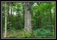 More of Tract 6 - The Woods at Pedigo Ridge