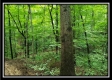 Tract 6 - The Woods at Pedigo Ridge property photo