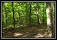 Tract 6 - The Woods at Pedigo Ridge property photo