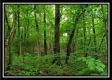 Tract 6 - The Woods at Pedigo Ridge property photo