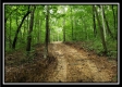 Tract 6 - The Woods at Pedigo Ridge property photo
