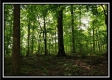 Tract 6 - The Woods at Pedigo Ridge property photo