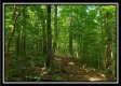 Tract 6 - The Woods at Pedigo Ridge property photo
