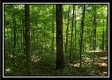Tract 6 - The Woods at Pedigo Ridge property photo