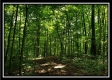 Tract 6 - The Woods at Pedigo Ridge property photo