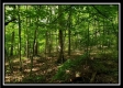Tract 6 - The Woods at Pedigo Ridge property photo