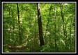 Tract 6 - The Woods at Pedigo Ridge property photo