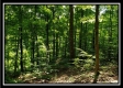 Tract 6 - The Woods at Pedigo Ridge property photo