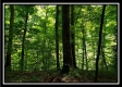 Tract 6 - The Woods at Pedigo Ridge property photo