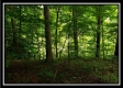 Tract 6 - The Woods at Pedigo Ridge property photo
