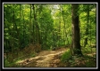 Tract 6 - The Woods at Pedigo Ridge property photo