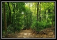 Tract 6 - The Woods at Pedigo Ridge property photo