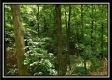 Tract 6 - The Woods at Pedigo Ridge property photo