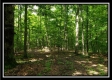 Tract 6 - The Woods at Pedigo Ridge property photo