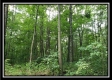 More of Tract 6 - The Woods at Pedigo Ridge