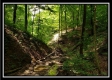 Tract 6 - The Woods at Pedigo Ridge property photo