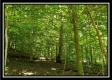 Tract 6 - The Woods at Pedigo Ridge property photo