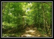 Tract 6 - The Woods at Pedigo Ridge property photo