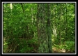 Tract 6 - The Woods at Pedigo Ridge property photo