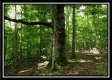 Tract 6 - The Woods at Pedigo Ridge property photo