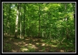 Tract 6 - The Woods at Pedigo Ridge property photo