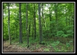 More of Tract 6 - The Woods at Pedigo Ridge