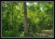 Tract 6 - The Woods at Pedigo Ridge property photo