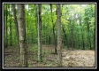 Tract 6 - The Woods at Pedigo Ridge property photo