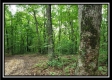 Tract 6 - The Woods at Pedigo Ridge property photo