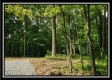 Tract 5 - Pedigo Ridge property photo