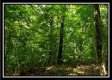 Tract 5 - Pedigo Ridge property photo