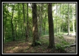 Tract 5 - Pedigo Ridge property photo