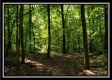 Tract 5 - Pedigo Ridge property photo