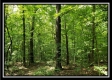 Tract 5 - Pedigo Ridge property photo