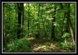 Tract 5 - Pedigo Ridge property photo