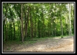 Tract 5 - Pedigo Ridge property photo