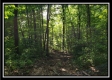 Tract 5 - Pedigo Ridge property photo