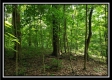 Tract 5 - Pedigo Ridge property photo