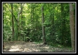 Tract 5 - Pedigo Ridge property photo