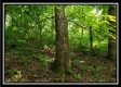 Tract 5 - Pedigo Ridge property photo