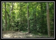 Tract 5 - Pedigo Ridge property photo