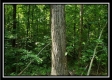 Tract 5 - Pedigo Ridge property photo