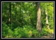 More of Tract 5 - Pedigo Ridge