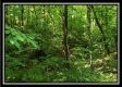 Tract 5 - Pedigo Ridge property photo